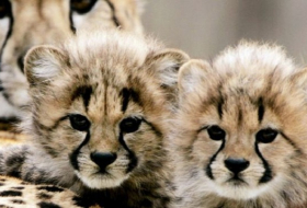 Cheetah trade: Nations to suppress social media enticement